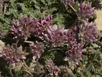 Anthyllis montana 12, Saxifraga-Jan van der Straaten