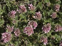 Anthyllis montana 13, Saxifraga-Jan van der Straaten