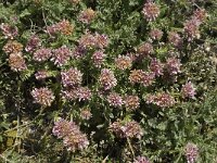 Anthyllis montana 14, Saxifraga-Jan van der Straaten