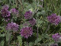 Anthyllis montana 18, Saxifraga-Willem van Kruijsbergen
