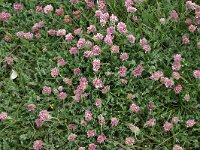 Anthyllis montana 20, Saxifraga-Dirk Hilbers