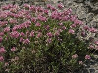 Anthyllis montana ssp montana 16, Saxifraga-Jan van der Straaten