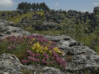 Anthyllis montana ssp montana 17, Saxifraga-Jan van der Straaten