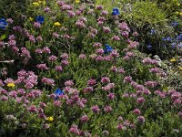 Anthyllis montana ssp montana 3, Saxifraga-Jan van der Straaten