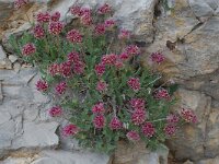 Anthyllis montana ssp montana 5, Saxifraga-Willem van Kruijsbergen