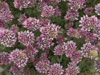 Anthyllis montana ssp montana 9, Saxifraga-Jan van der Straaten