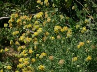 Anthyllis polycephala 1, Saxifraga-Dirk Hilbers