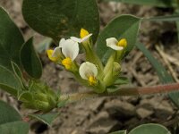 Anthyllis tetraphylla 10, Saxifraga-Willem van Kruijsbergen