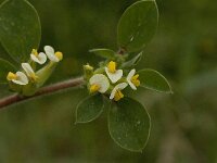 Anthyllis tetraphylla 11, Saxifraga-Jan van der Straaten