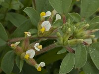 Anthyllis tetraphylla 12, Saxifraga-Willem van Kruijsbergen