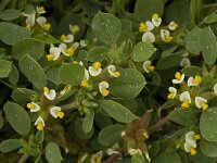Anthyllis tetraphylla 13, Saxifraga-Jan van der Straaten