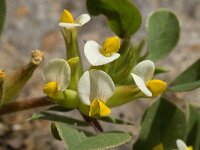 Anthyllis tetraphylla 14, Saxifraga-Willem van Kruijsbergen