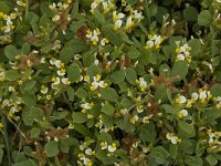 Anthyllis tetraphylla 15, Saxifraga-Jan van der Straaten