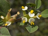 Anthyllis tetraphylla 16, Saxifraga-Willem van Kruijsbergen