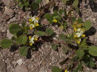 Anthyllis tetraphylla 17, Saxifraga-Jan van der Straaten