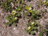 Anthyllis tetraphylla 18, Saxifraga-Willem van Kruijsbergen