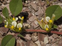 Anthyllis tetraphylla 19, Saxifraga-Jan van der Straaten