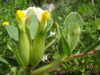 Anthyllis tetraphylla 2, Saxifraga-Rutger Barendse