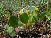 Anthyllis tetraphylla 20, Saxifraga-Hans Grotenhuis