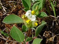 Anthyllis tetraphylla 22, Saxifraga-Hans Grotenhuis