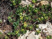 Anthyllis tetraphylla 25, Saxifraga-Hans Grotenhuis