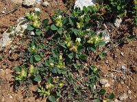 Anthyllis tetraphylla 26, Saxifraga-Hans Grotenhuis