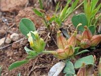 Anthyllis tetraphylla 3, Saxifraga-Jeroen Willemsen