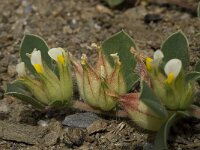 Anthyllis tetraphylla 4, Saxifraga-Willem van Kruijsbergen