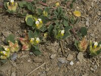 Anthyllis tetraphylla 5, Saxifraga-Willem van Kruijsbergen