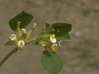 Anthyllis tetraphylla 6, Saxifraga-Jan van der Straaten