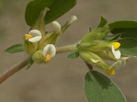 Anthyllis tetraphylla 7, Saxifraga-Jan van der Straaten