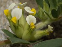 Anthyllis tetraphylla 8, Saxifraga-Willem van Kruijsbergen