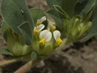 Anthyllis tetraphylla 9, Saxifraga-Willem van Kruijsbergen