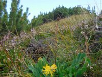 Anthyllis vulneraria ssp alpestris 10, Saxifraga-Ed Stikvoort