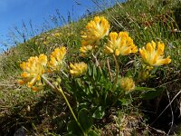 Anthyllis vulneraria ssp alpestris 12, Saxifraga-Ed Stikvoort