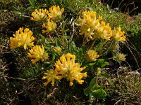 Anthyllis vulneraria ssp alpestris 13, Saxifraga-Ed Stikvoort