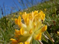 Anthyllis vulneraria ssp alpestris 14, Saxifraga-Ed Stikvoort