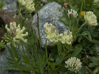 Anthyllis vulneraria ssp alpestris 2, Saxifraga-Willem van Kruijsbergen