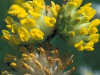 Anthyllis vulneraria ssp alpestris 3, Saxifraga-Peter Lengyel