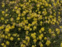 Anthyllis vulneraria ssp alpestris 4, Saxifraga-Willem van Kruijsbergen