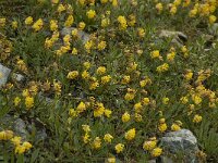 Anthyllis vulneraria ssp alpestris 5, Saxifraga-Willem van Kruijsbergen