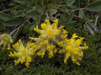 Anthyllis vulneraria ssp alpestris 6, Saxifraga-Willem van Kruijsbergen