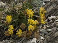 Anthyllis vulneraria ssp alpestris 7, Saxifraga-Willem van Kruijsbergen