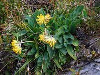 Anthyllis vulneraria ssp alpestris 8, Saxifraga-Ed Stikvoort