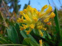 Anthyllis vulneraria ssp alpestris 9, Saxifraga-Ed Stikvoort
