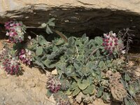 Anthyllis vulneraria ssp arundana 11, Saxifraga-Willem van Kruijsbergen