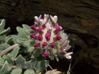 Anthyllis vulneraria ssp arundana 12, Saxifraga-Willem van Kruijsbergen