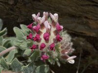 Anthyllis vulneraria ssp arundana 13, Saxifraga-Willem van Kruijsbergen