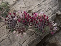 Anthyllis vulneraria ssp arundana 14, Saxifraga-Willem van Kruijsbergen