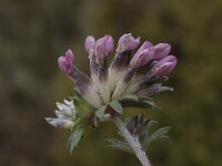 Anthyllis vulneraria ssp arundana 16, Saxifraga-Willem van Kruijsbergen